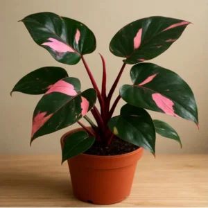 Philodendron Pink Princess Live Plant - Tropical Aroid Starter - Image 1