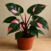 Philodendron Pink Princess Live Plant – Tropical Indoor Starter Plant - Image 1