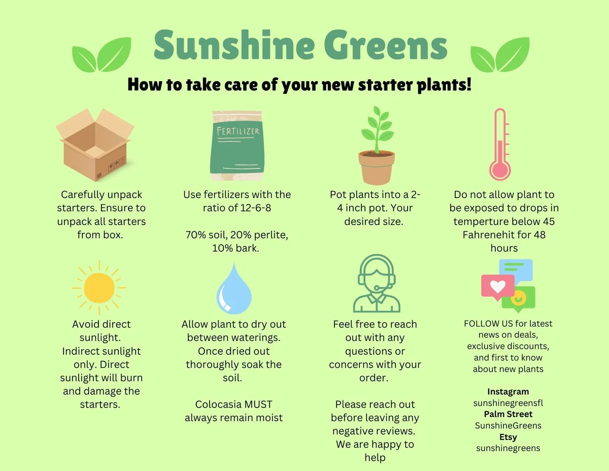 Philodendron Pink Princess Live Plant - Variegated Aroid Houseplant - Image 3