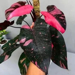 Philodendron Pink Princess Live Plant - Variegated Aroid Houseplant - Image 1