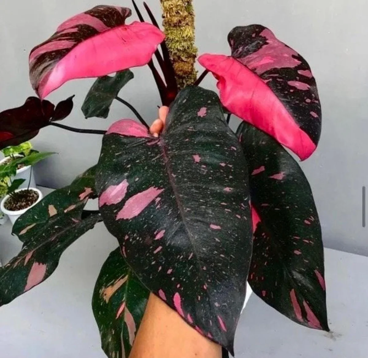 Philodendron Pink Princess Live Plant - Variegated Aroid Houseplant - Image 1