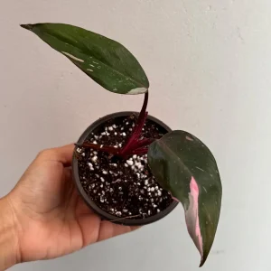 Philodendron Pink Princess Live Plant – Variegated Indoor Houseplant – 2 inch Pot - Image 6