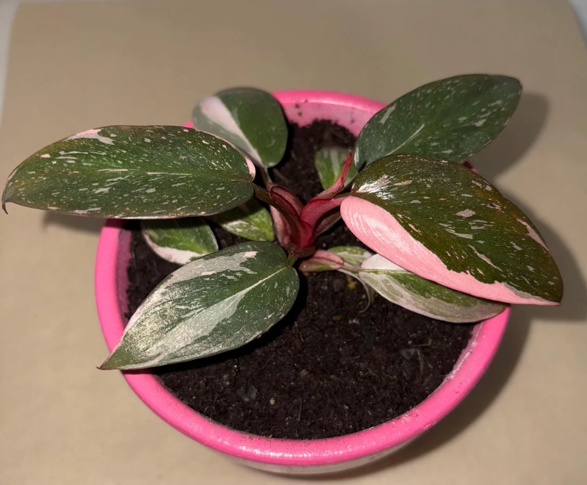 Philodendron Pink Princess Starter Plant – Live Houseplant – Indoor Tropical Plant - Image 2