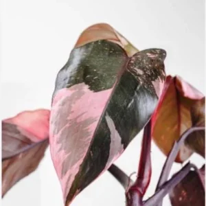 Philodendron Pink Princess Starter Plant – Live Houseplant – Indoor Tropical Plant - Image 3