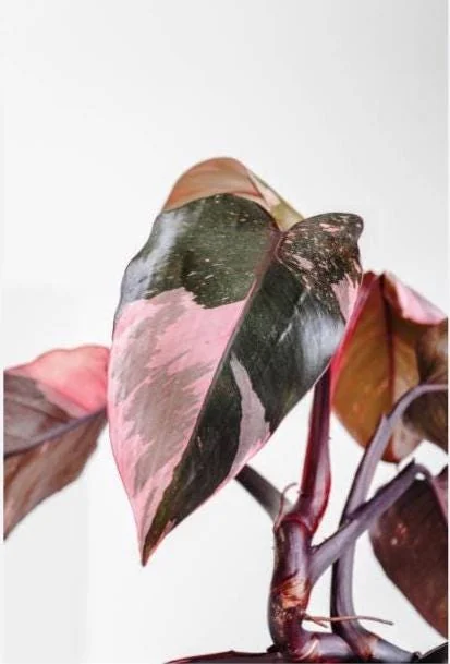 Philodendron Pink Princess Starter Plant – Live Indoor Plant – Tropical Houseplant - Image 3
