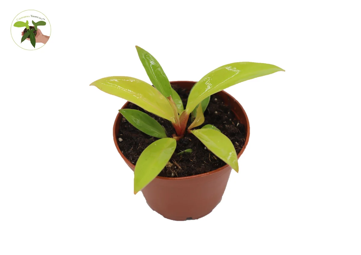 Philodendron Prince of Orange Live Plant – 2.5 inch Pot – Indoor - Image 1