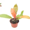 Philodendron Prince of Orange Live Plant – 6 Inch Pot – Indoor Houseplant - Image 1