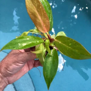 Philodendron Prince of Orange Live Plant - Starter Houseplant - Image 2