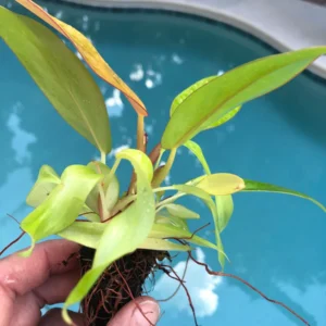 Philodendron Prince of Orange Live Plant - Starter Houseplant - Image 3