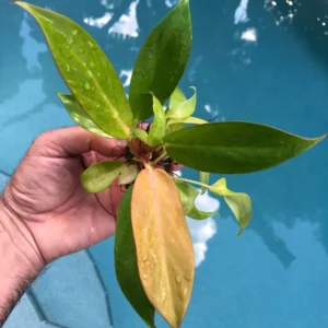 Philodendron Prince of Orange Live Plant - Starter Houseplant - Image 1