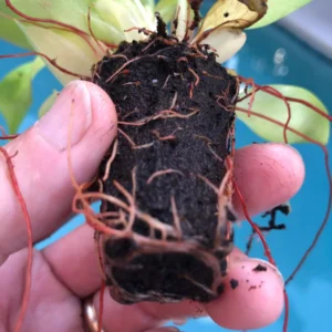 Philodendron Prince of Orange Live Plant - Starter Houseplant - Image 4