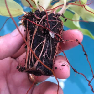 Philodendron Prince of Orange Live Plant - Starter Houseplant - Image 5