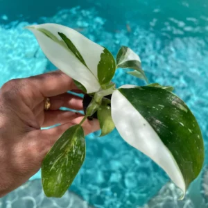 Philodendron Punctata Live Plant - Variegated Houseplant Starter - Image 2