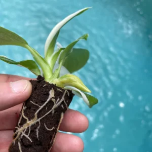 Philodendron Punctata Live Plant - Variegated Houseplant Starter - Image 3