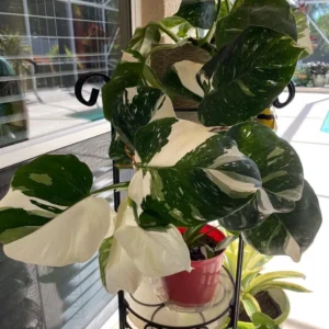 Philodendron Punctata Live Plant - Variegated Houseplant Starter - Image 1