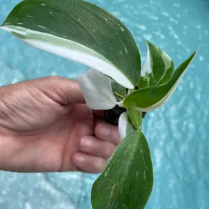 Philodendron Punctata Live Plant - Variegated Houseplant Starter - Image 4