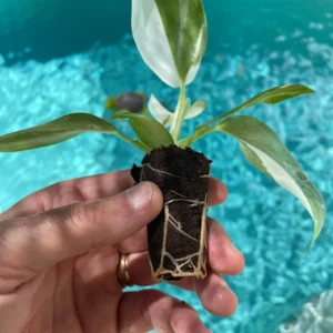 Philodendron Punctata Live Plant - Variegated Houseplant Starter - Image 5