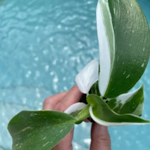 Philodendron Punctata Live Plant - Variegated Houseplant Starter - Image 6