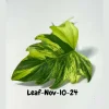 Philodendron Radiatum Variegated Cutting - Rare Indoor Live Plant - Image 1