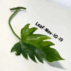Philodendron Radiatum Variegated Cutting - Rare Indoor Live Plant - Image 2