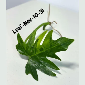 Philodendron Radiatum Variegated Cutting - Rare Indoor Live Plant - Image 3