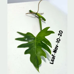 Philodendron Radiatum Variegated Cutting - Rare Indoor Live Plant - Image 4