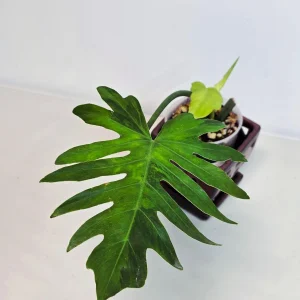 Philodendron Radiatum Variegated Live Plant - Large Form Indoor Aroid - Image 4