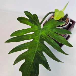 Philodendron Radiatum Variegated Live Plant - Large Form Indoor Aroid - Image 5