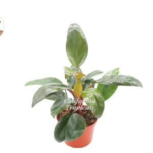 Philodendron Red Back Live Plant – 6 inch Pot – Indoor Houseplant - Image 1