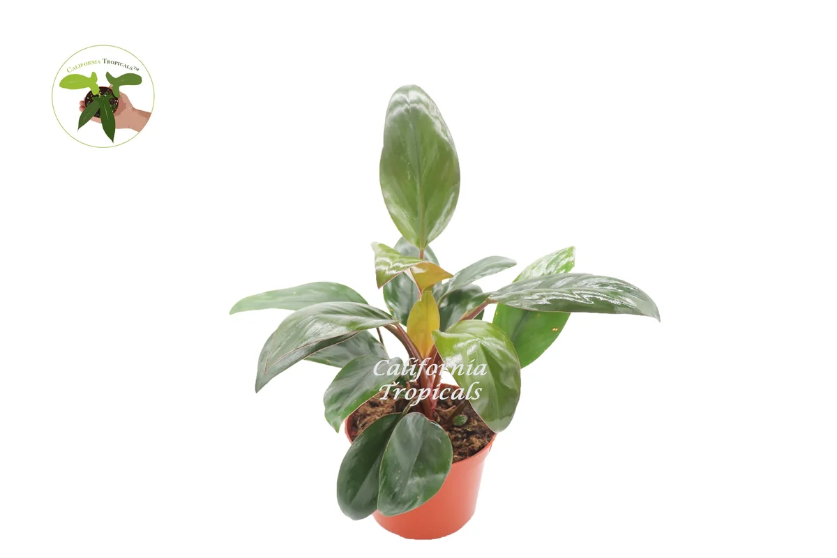 Philodendron Red Back Live Plant – 6 inch Pot – Indoor Houseplant - Image 1