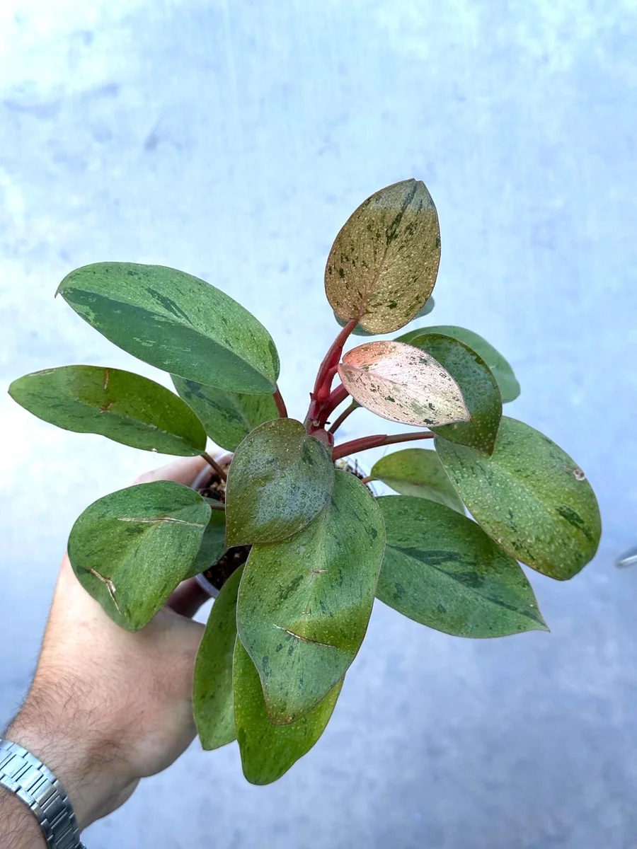 Philodendron Red Congo Variegated Live Plant - Dwarf Indoor Outdoor Plant - Image 3