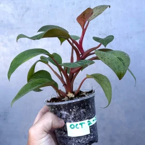 Philodendron Red Congo Variegated Live Plant - Dwarf Indoor Outdoor Plant - Image 4