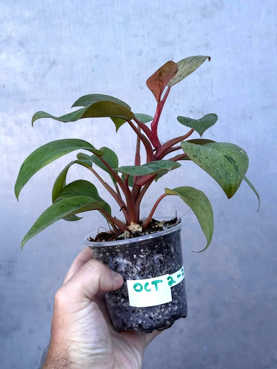 Philodendron Red Congo Variegated Live Plant - Dwarf Indoor Outdoor Plant - Image 4