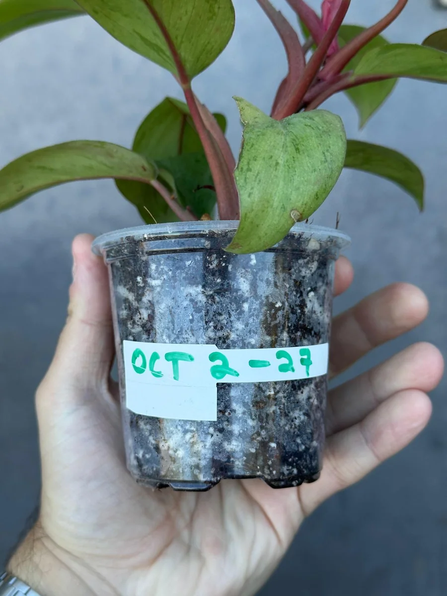 Philodendron Red Congo Variegated Live Plant - Dwarf Indoor Outdoor Plant - Image 5