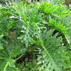 Philodendron Selloum Live Plant - 1 Foot Tall, Ships in 6