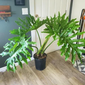 Philodendron Selloum Live Plant - 1 Foot Tall, Ships in 6