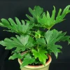 Philodendron Selloum Live Plant - 1 Foot Tall, Ships in 6" Pot - Image 1