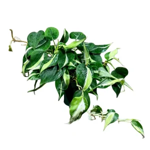 Philodendron Silver Stripe Live Plant – 4 inch Nursery Pot – Vining Indoor Houseplant - Image 1