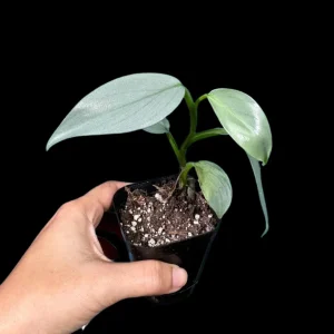 Philodendron Silver Sword Live Plant – 2 inch Pot – Indoor Tropical Houseplant - Image 1