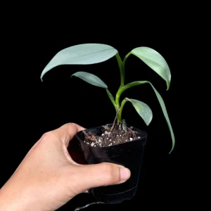 Philodendron Silver Sword Live Plant – 2 inch Pot – Indoor Tropical Houseplant - Image 5