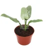 Philodendron Silver Sword Live Plant – 6 inch Pot – Indoor Tropical Foliage - Image 1
