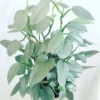 Philodendron Silver Sword Live Plant - Starter Size Houseplant - Image 1