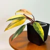 Philodendron Strawberry Shake Live Plant - Rare Pink Variegated Indoor Aroid - Image 1