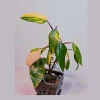 Philodendron Strawberry Shake Live Plant – Rare Pink Variegation – Indoor Collector Plant - Image 1