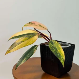Philodendron Strawberry Shake Live Plant – Rare Pink Variegated Indoor Collector Plant - Image 2