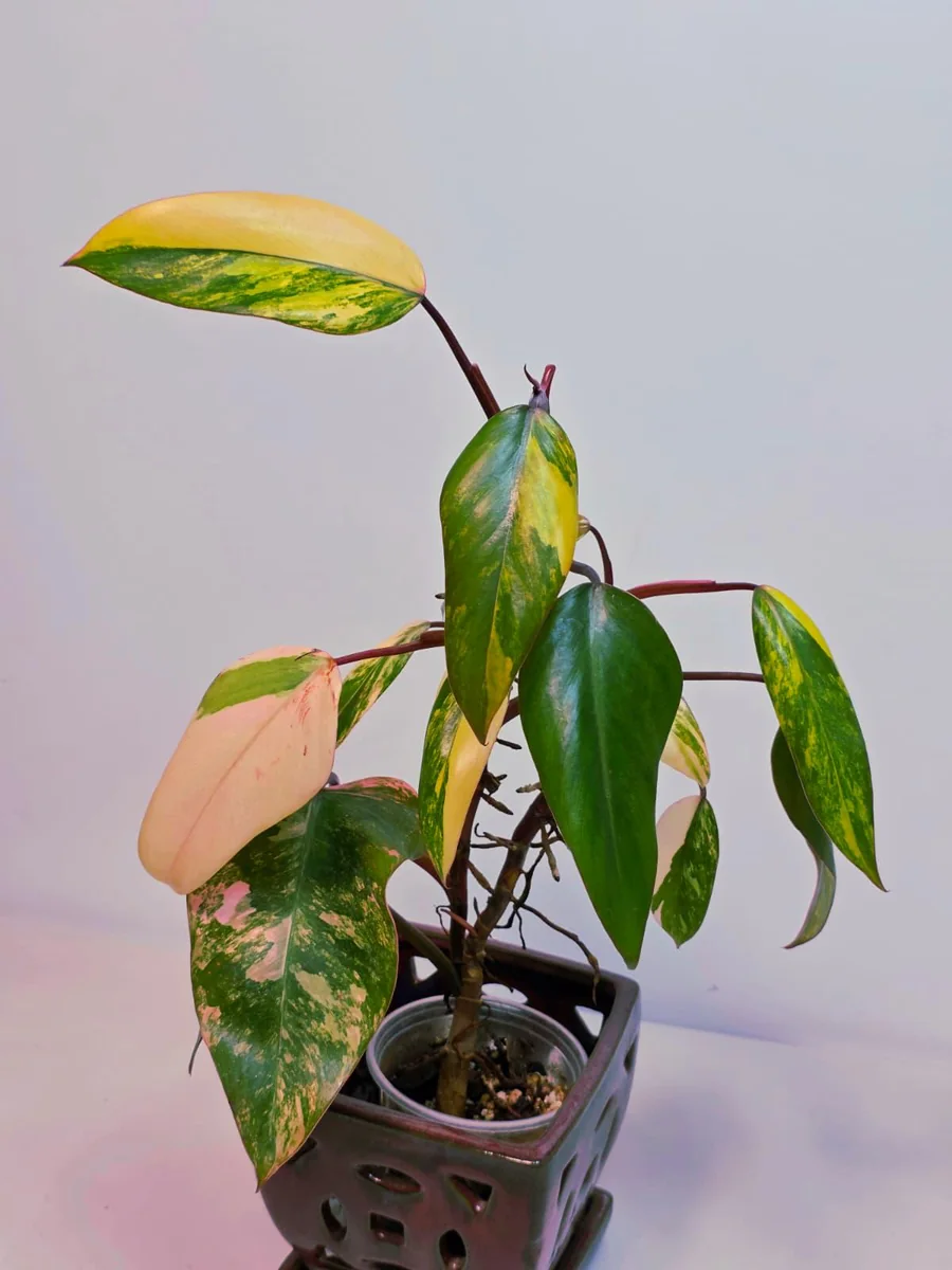 Philodendron Strawberry Shake Live Plant – Rare Pink Variegation – Indoor Collector Plant - Image 2