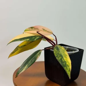 Philodendron Strawberry Shake Live Plant – Rare Pink Variegated Indoor Collector Plant - Image 4