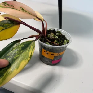 Philodendron Strawberry Shake Live Plant – Rare Pink Variegated Indoor Collector Plant - Image 6