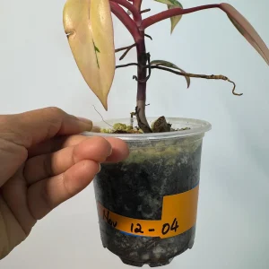 Philodendron Strawberry Shake Live Plant – Rare Pink Variegated Indoor Collector Plant - Image 7