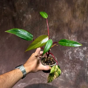 Philodendron Strawberry Shake Live Plant – Rare Variegated Indoor Houseplant - Image 2